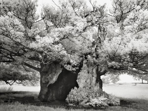 The Queen Elizabeth Oak by Beth Moon