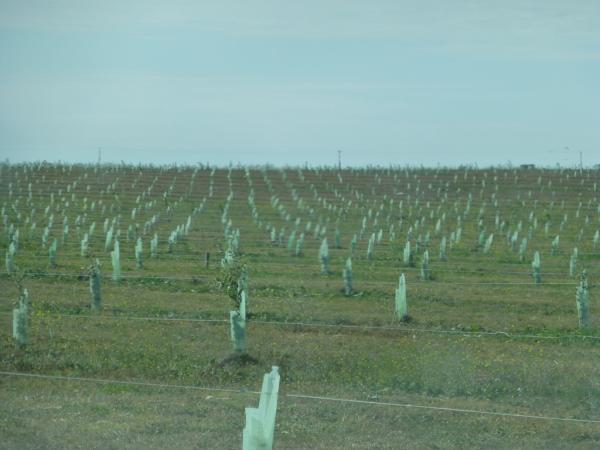 Truffle-oaks in Espartillar, Argentina.