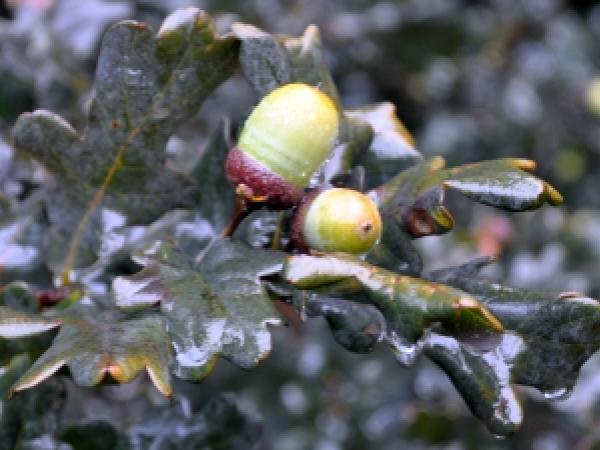 Quercus petraea 'Purpurea'