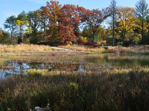 Meadow Lake, Morton Arboretum - Photo: C. Snyers