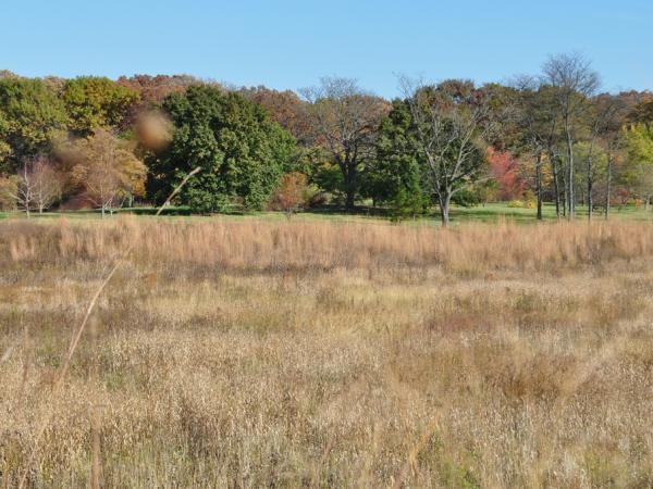 Morton Arboretum - Photo: C. Snyers
