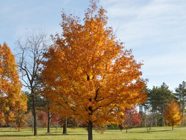 Acer saccharum, Morton Arboretum - Photo: C. Snyers