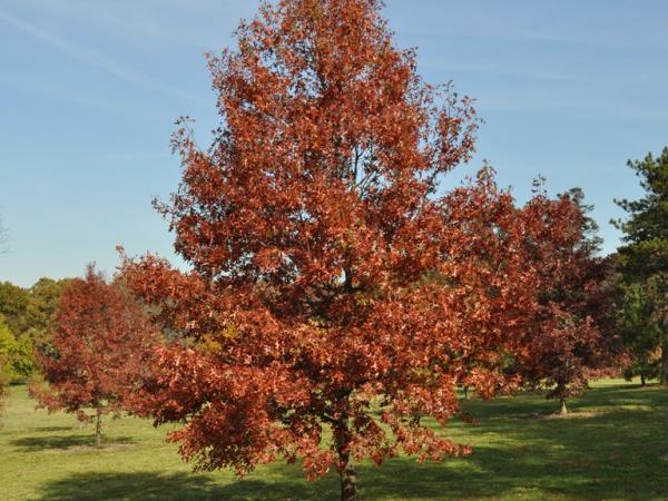 Quercus velutina, Morton Arboretum - Photo: C. Snyers