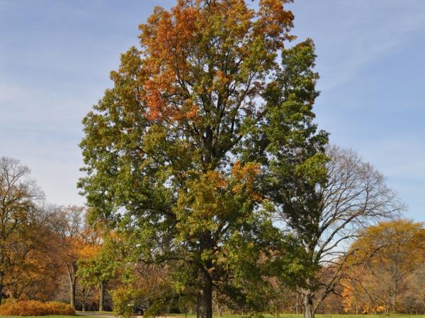 Quercus palustris, Morton Arboretum - Photo: C. Snyers