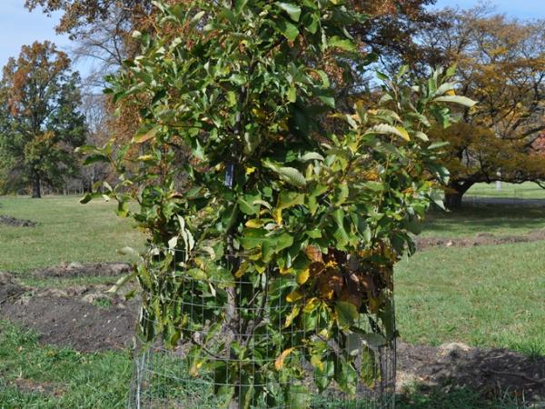 Quercus aliena var. acutiserrata, Morton Arboretum - Photo: C. Snyers