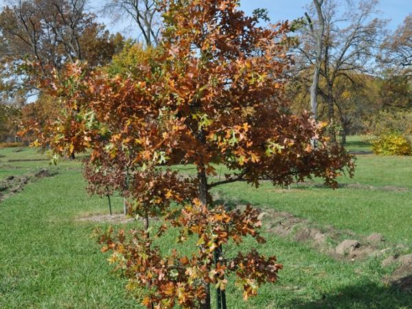 Quercus ×fernowii, Morton Arboretum - Photo: C. Snyers