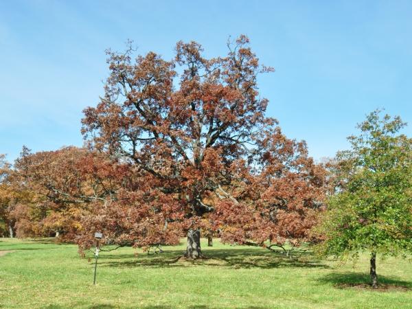 Quercus alba, Morton Arboretum - Photo: C. Snyers