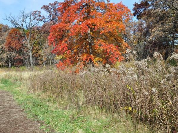 Nyssa sylvatica, Morton Arboretum - Photo: C. Snyers