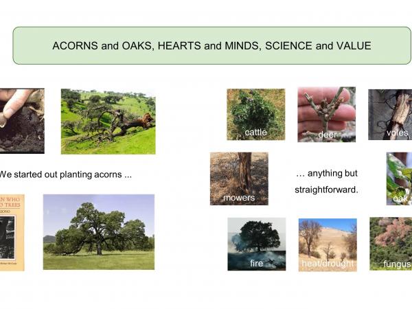 We started out planting acorns to supplement failing natural regeneration. We had visions of “The Man Who Planted Trees” and of majestic giants a century in the future. What at first seemed straightforward proved anything but. Cattle, deer, voles, oak moths, fungus, heat and drought, fire, mowers, and more damaged young oaks. slide1_4.jpg