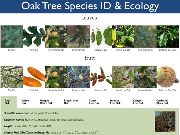 Pages related to oak identification get more than 60% of our pageviews. We wanted to make it easy for people to access this information, so we created a Call to Action button on the home page titled, “ID Your Oak.” This button takes you to a cool tool that shows some pictures of each oak species, along with habitat requirements and other ecological information. slide11_1.jpg