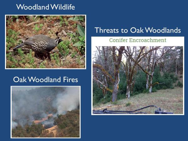 Our home page highlights these three topics as well. The Wildlife page describes various species and their ecology. The Oak Woodland Fires page has publications and webinars about the effects of fire. And Threats page has information about diseases, conifer encroachment, and climate impacts on oaks. slide13_0.jpg