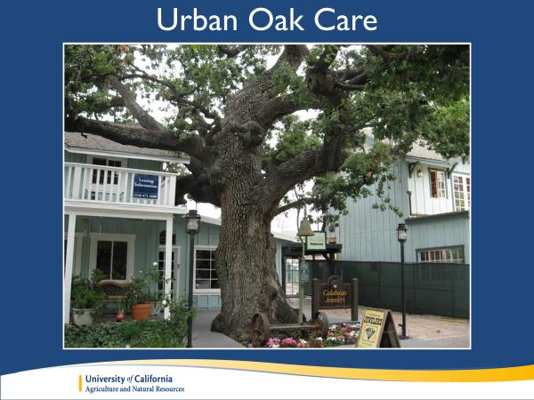 For the Homeowner group, the website focuses on how to care for oaks in an urban setting. We highlighted a couple of the most popular IHRMP publications, which have information about how to prevent damage to oak roots, where and when to irrigate around oaks, and lots of other information for people with backyard oaks. slide7_0.jpg