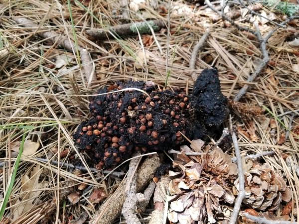 Bear scat at Fourth of July Canyon, Manzano Mountains © Guy Sternberg 4thjulycanyon-manzanomts-bearscat-s8.jpg