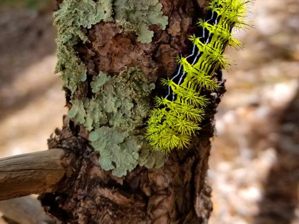 Koebel asp, Fourth of July Canyon, Manzano Moutains © Guy Sternberg 4thjulycanyon-manzanomts-koebelasp-s8.jpg