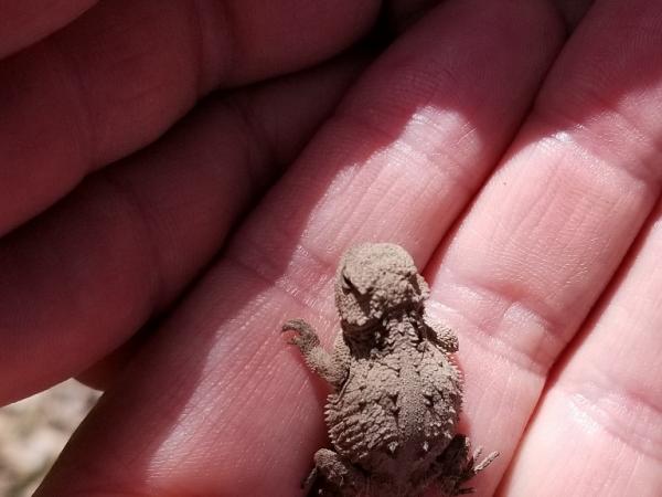 New hatched Phrynosoma lizard, Fourth of July Canyon, Manzano Mountains © Guy Sternberg 4thjulycanyon-manzanomts-newhatchedphrynosomatlizard-s8.jpg