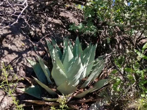 Agave parryi ssp. neomexicana, Pinos Altos Mountains © Guy Sternberg agave_parryi-sspneomexicana-pinosaltosmts-3-s8.jpg