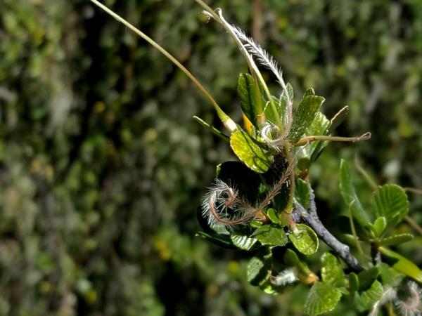 Cercocarpus montanus, Pinos Altos Mountains © Guy Sternberg cercocarpus_montanus-pimosaltosmts-2_s8.jpg