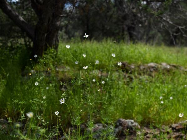 Cosmos parviflorus, Madera Canyon Trail © Emily Beckman Bruns cosmos_parviflorus-maderacanyontrailtx-emilybeckmanbruns2022_-_5.jpg