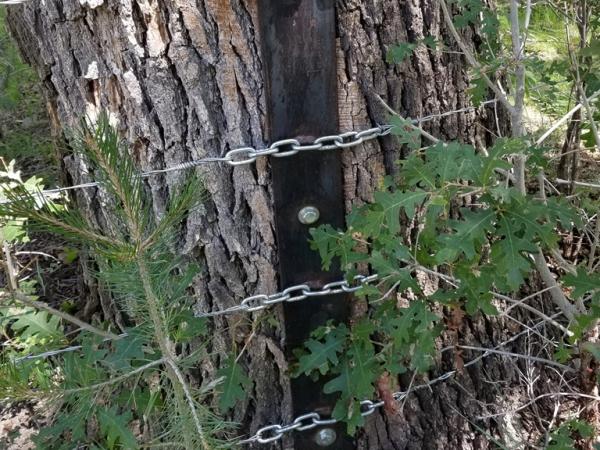 Fence guard at Iron Creek, Gila National Forest © Guy Sternberg ironcreekgilanf-fenceguard-s8.jpg