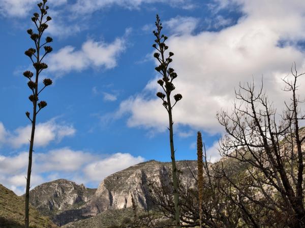 Landscape, Guadalupe Mountains National Park © Emily Beckman Bruns landscape-guadalupemountainsnationalpark-emilybeckmanbruns2022_-_10.jpg