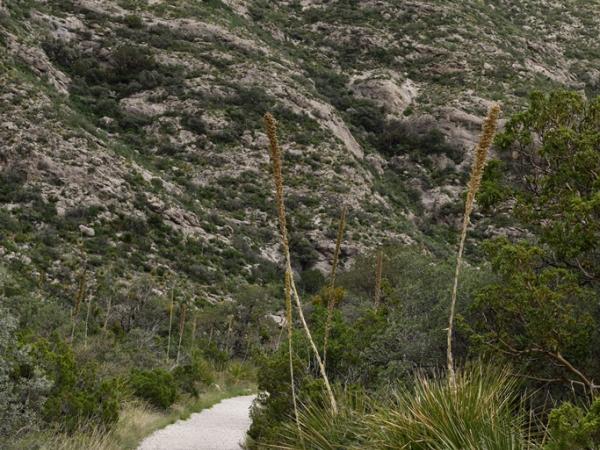 Landscape, Guadalupe Mountains National Park © Emily Beckman Bruns landscape-guadalupemountainsnationalpark-emilybeckmanbruns2022_-_23.jpg