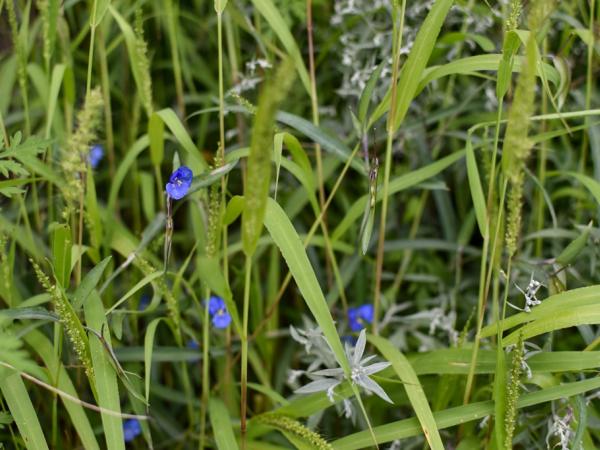Madera Canyon Trail © Emily Beckman Bruns maderacanyontrailtx-emilybeckmanbruns2022_-_7.jpg