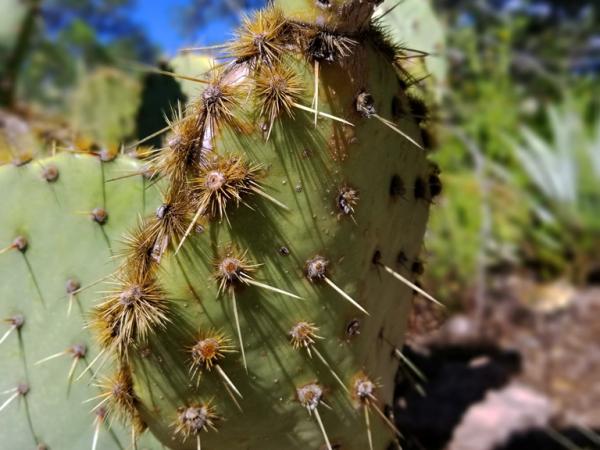 Opuntia sp., Pinos Altos Mountains opuntia_sp-pinosaltosmts-1-s8.jpg