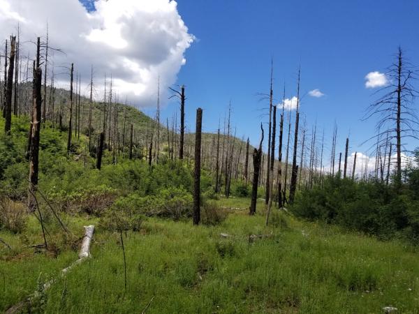 Pinos Altos Mountains fire site © Guy Sternberg pinosaltosmtsfiresite2014-3_s8.jpg