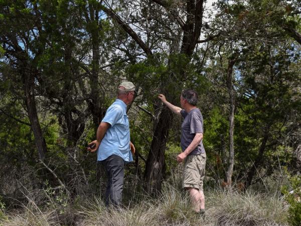 Pinus remota near Leakey © Emily Beckman Bruns pinus_remota-nearleakeytx-emilybeckmanbruns2022_-_3.jpg