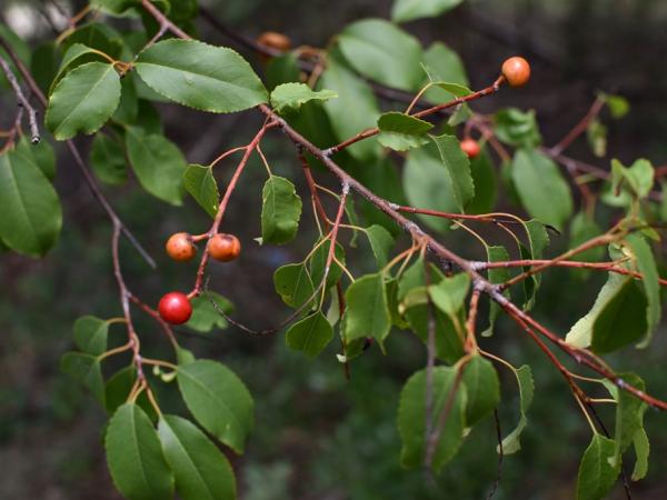 Prunus serotina var. eximia near Campwood © Emily Beckman Bruns prunus_serotina_var_eximia-nearcampwoodtx-emilybeckmanbruns2022_-_1.jpg