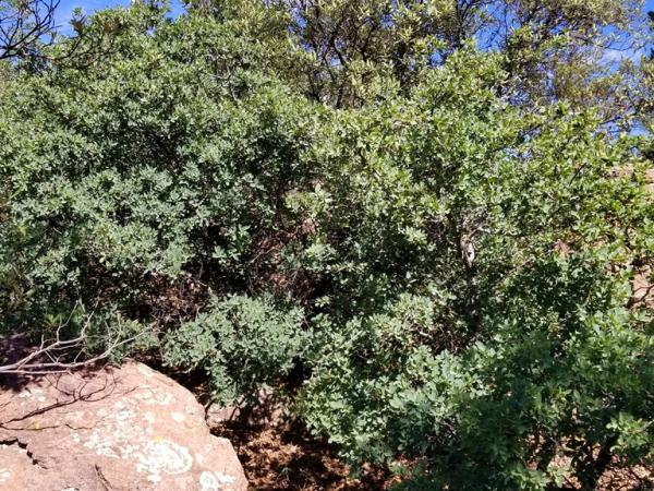 Quercus oblongifolia, Pinos Altos Mountains © Guy Sternberg q_oblongifolia-pinosaltosmts-1-s8.jpg