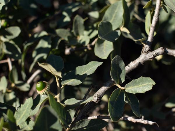 Quercus grisea near Alpine © Emily Beckman Bruns quercus_grisea-nearalpinetx-emilybeckmanbruns2022_-_4.jpg