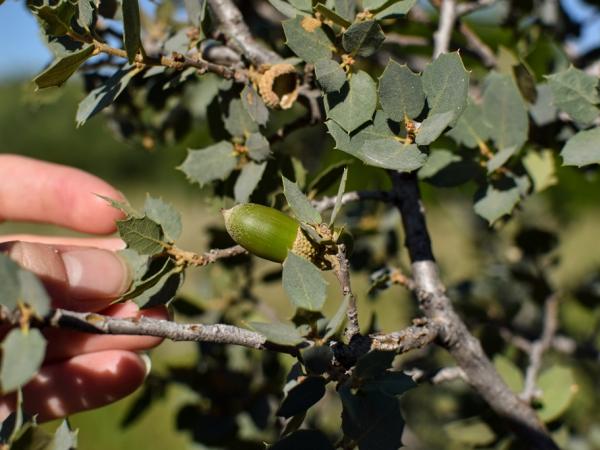 Quercus hinckleyi, Chihuahuan Desert Nature Center © Emily Beckman Bruns quercus_hinckleyi-chihuahuandesertnaturecentertx-emilybeckmanbruns2022_-_10.jpg