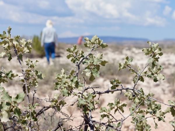 sairus_patel_q._havardii_cliffrose_trail_cottonwood_az_sep_4.jpeg