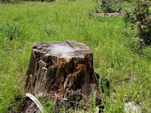 Salvage cut, Pinos Altos Mountains fire site © Guy Sternberg salvagecut-pinosaltosmtsfiresite2014-3_s8.jpg