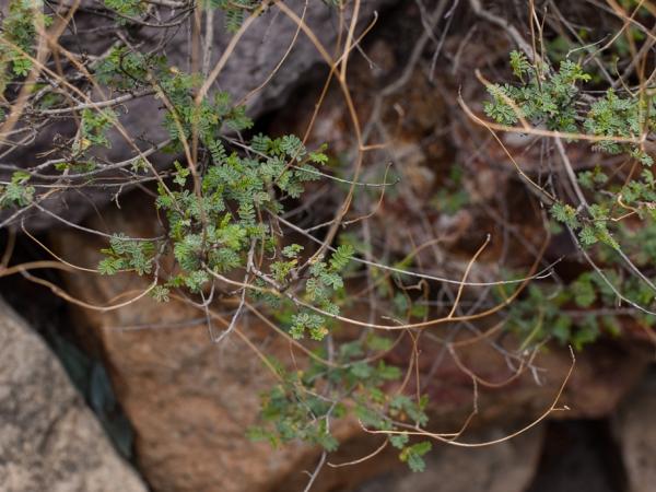 Woody plant, Big Bend National Park © Emily Beckman Bruns woodyplant-bigbendnationalparktx-emilybeckmanbruns2022_-_1.jpg