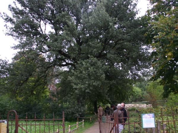 26/09/12. Jardin des Plantes. Quercus ithaburensis subsp. macrolepis Hedge & Yalt., Photo: L. Kenyon.