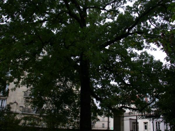 26/09/12. Jardin des Plantes. Quercus macrocarpa Michx. Photo: L. Kenyon.
