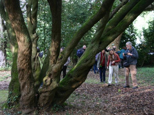 27/09/12. Arboretum Allard, Angers. Quercus phillyreoides A. Gray. Photo: L. Kenyon.