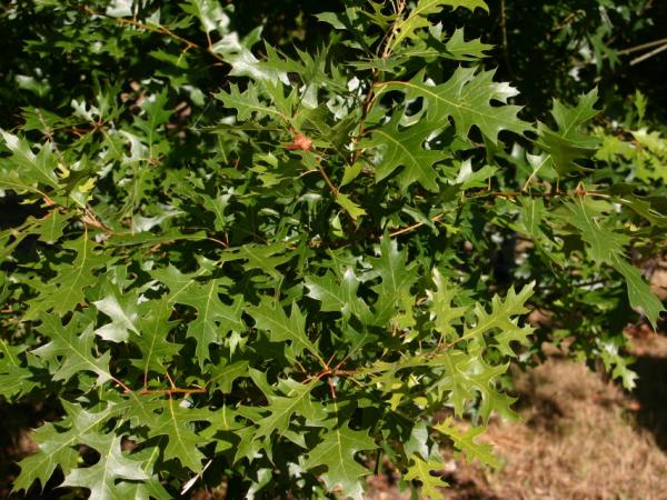 28/09/12. Arboretum des Barres. Quercus buckeyi Nixon & Dorr. Photo: L. Kenyon.