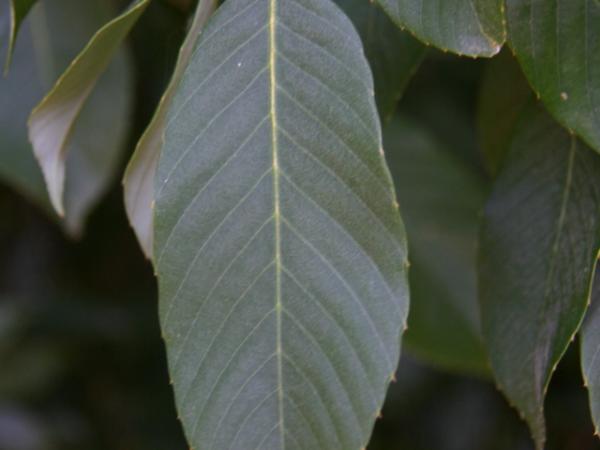 28/09/12. Arboretum des Barres. Quercus ciliaris Huang & Chang. Photo: L. Kenyon.