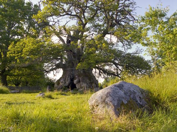 The Oak of Kvill