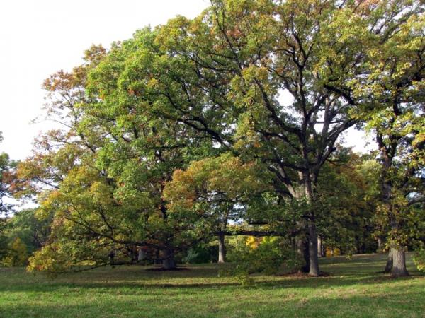 Various oaks in The Morton Arboretum - Photo: G. Sternberg