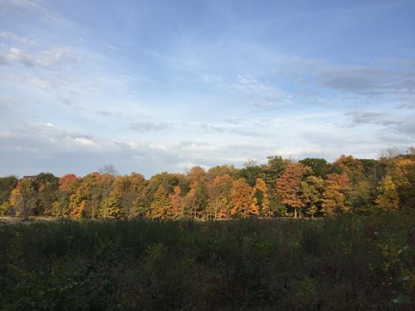 Fall color in The Morton Arboretum - Photo: W. Chatwin