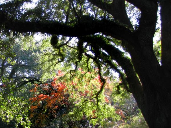 Photos of the Oak Open Days at Aiken, South Carolina