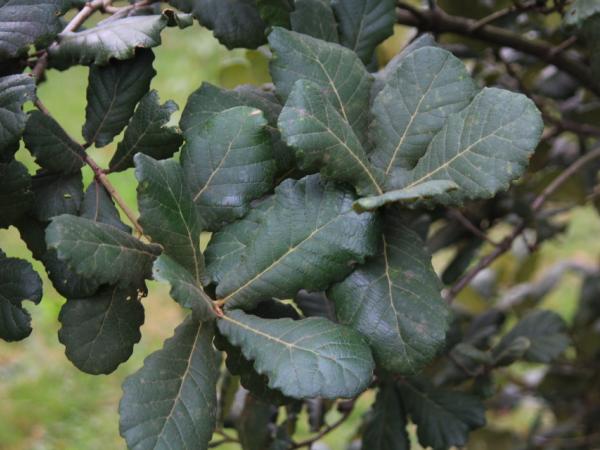 04/10/12. Arboretum de Chocha. Quercus rugosa Née. Photo: J. Bömer.