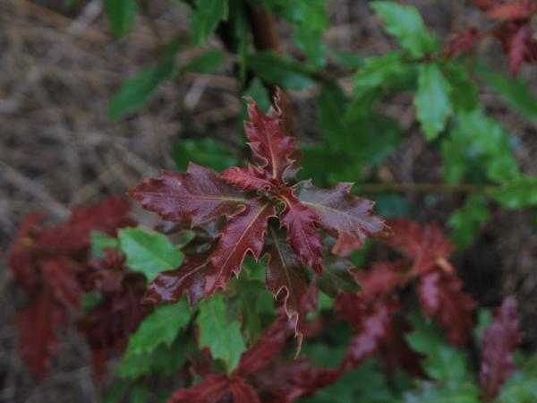 07/10/12. Arboretum des Pouyouleix. Quercus sp? (Nick Macer collection). Photo: J. Bömer.