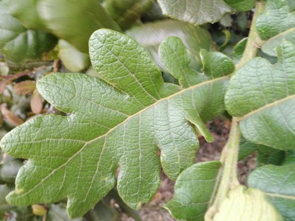 Lobed leaf on Quercus rugosa