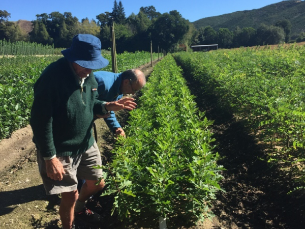 Seedlings examined by Oak Interest Group