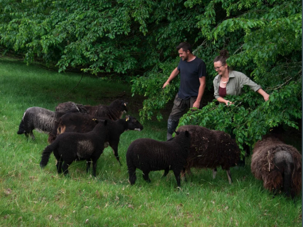 Jacqui and Tom introducing their flock of Badger Face Torwen sheep to the delights of tree browse  © Amanda Jackson and Pembrokeshire Agroforestry